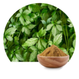 Gynostemma Pentaphyllum Extract